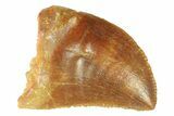 Serrated, Baby Carcharodontosaurus Tooth - Morocco #347079-1